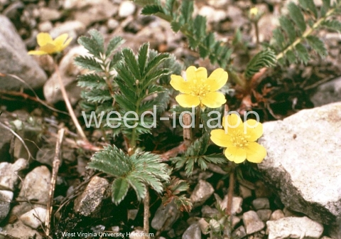 cinquefoil, silverweed